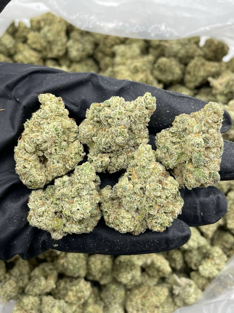 Tropical Kool-Aid indoors 🌴