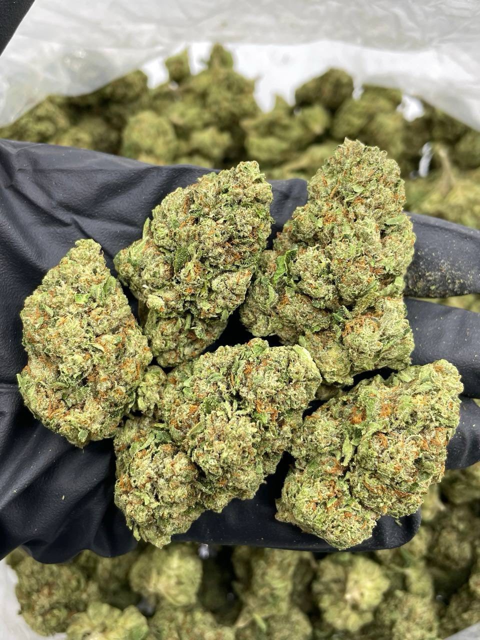 Billy Kimber OG mixed lights