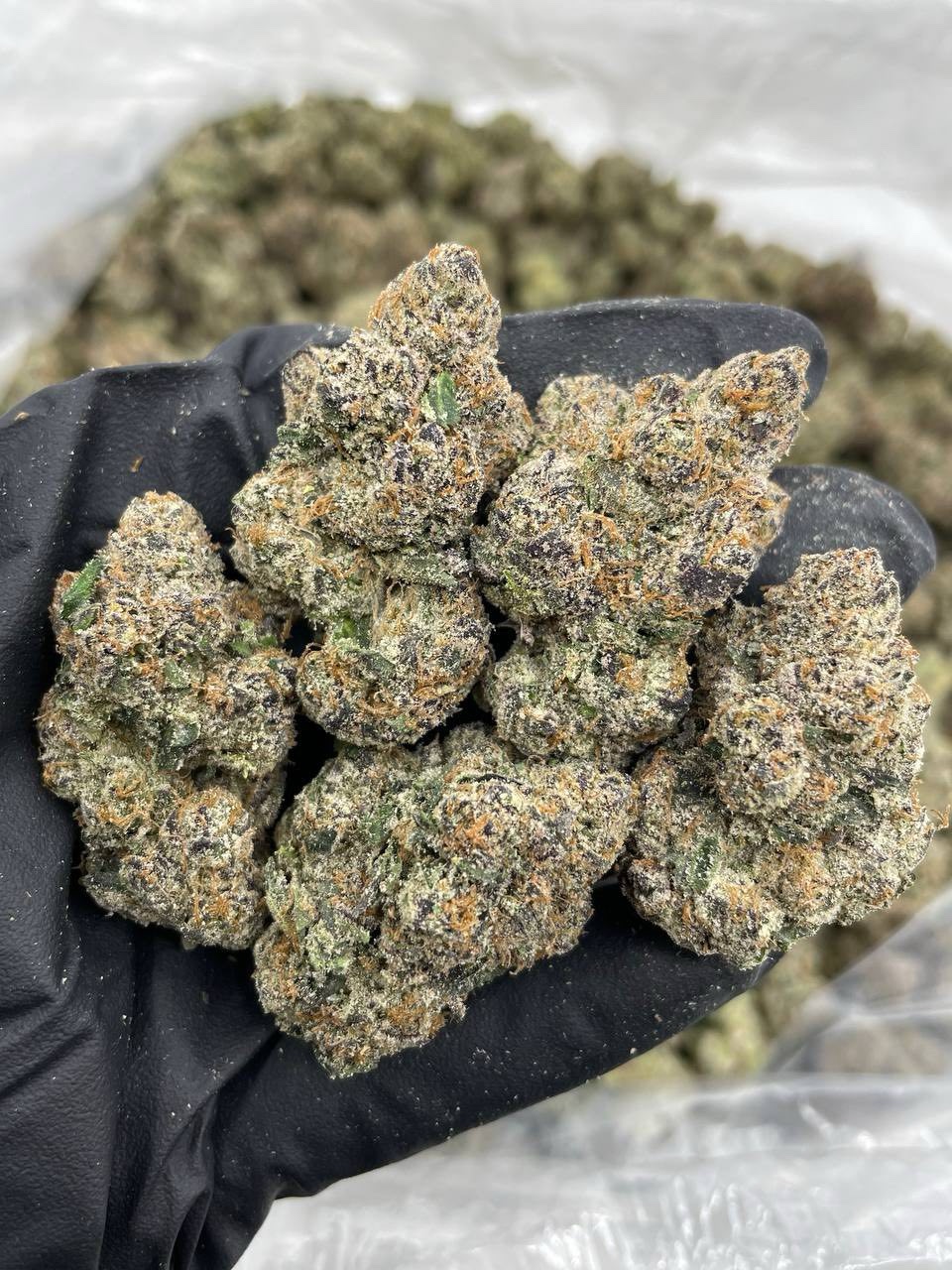 Purple Pressure indoors