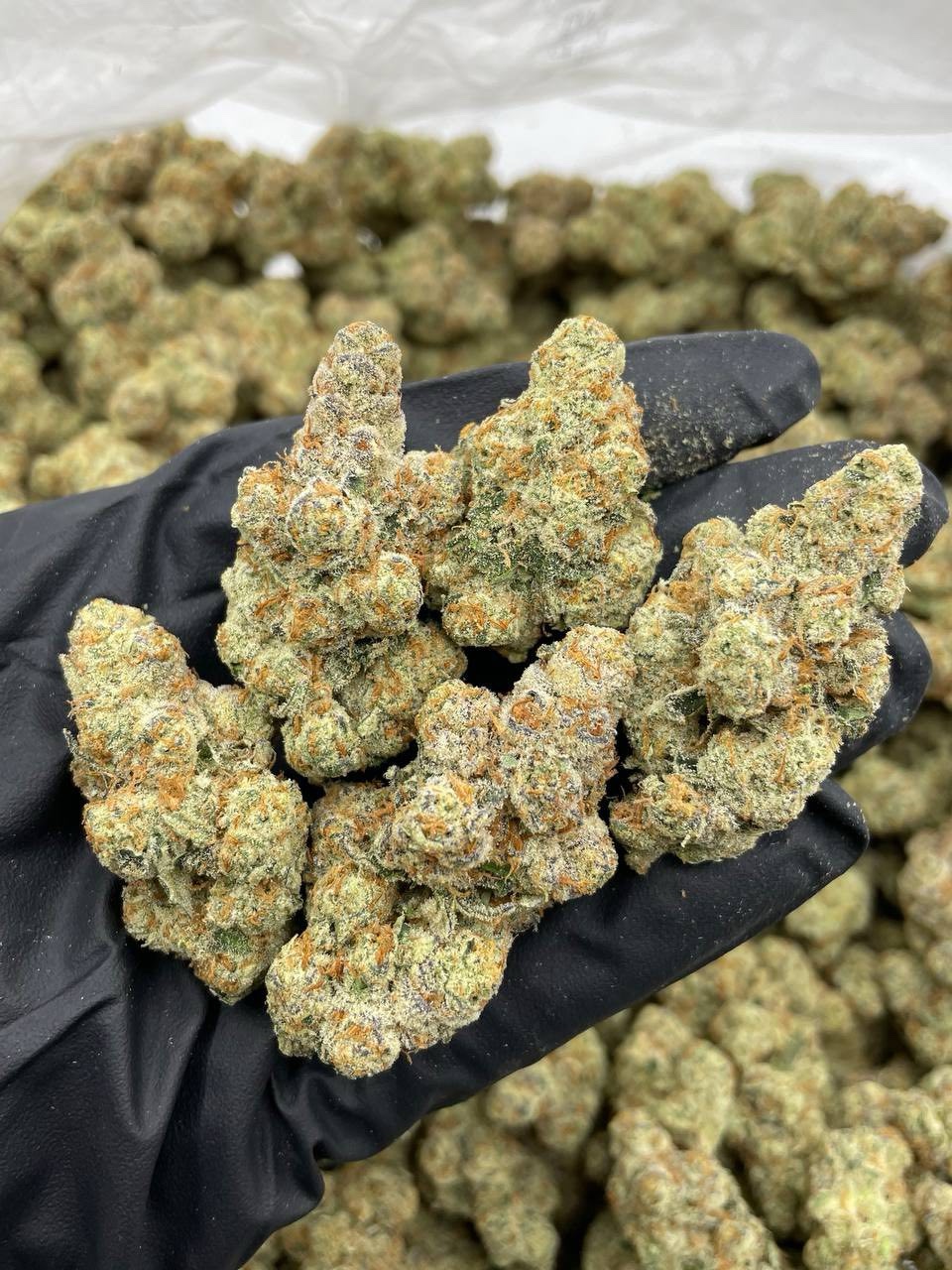 Sunset Shirley Temple indoors