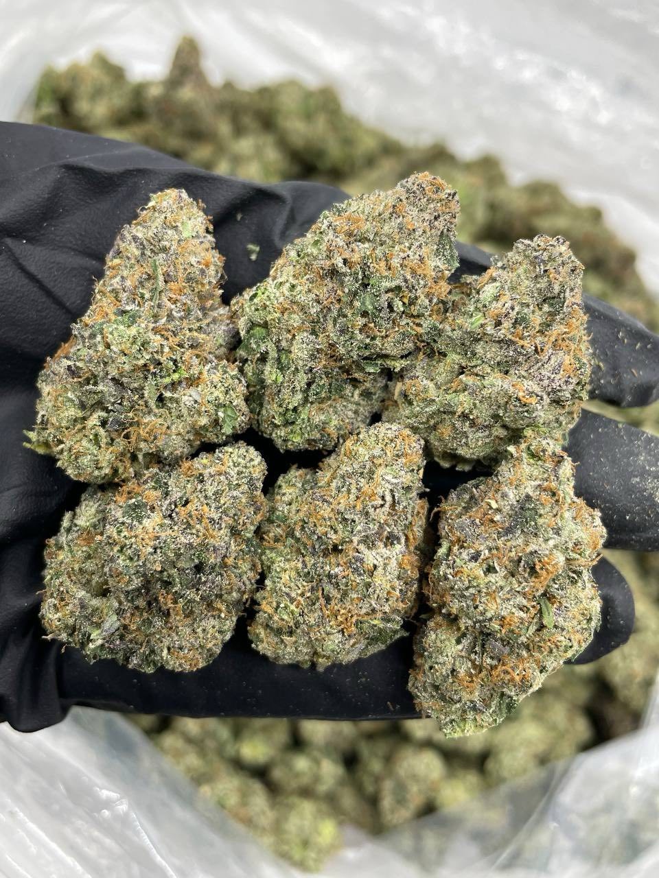 White Jawbreakerz indoors