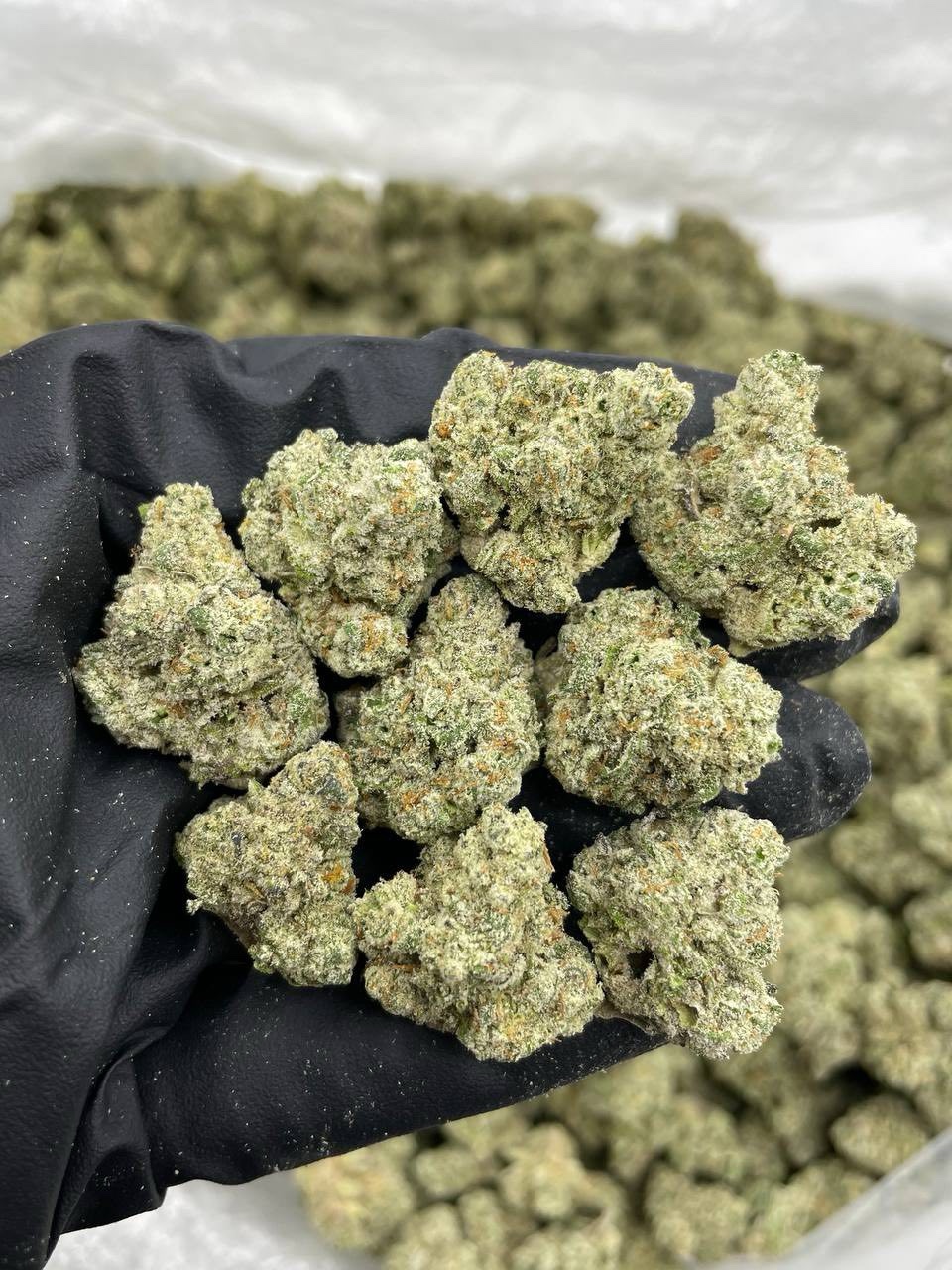 Marshmallow Mac indoor mediums