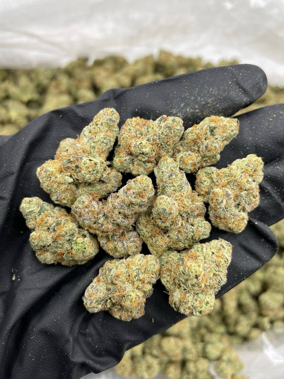 Strawberry Champagne indoor mediums 🍓🍾