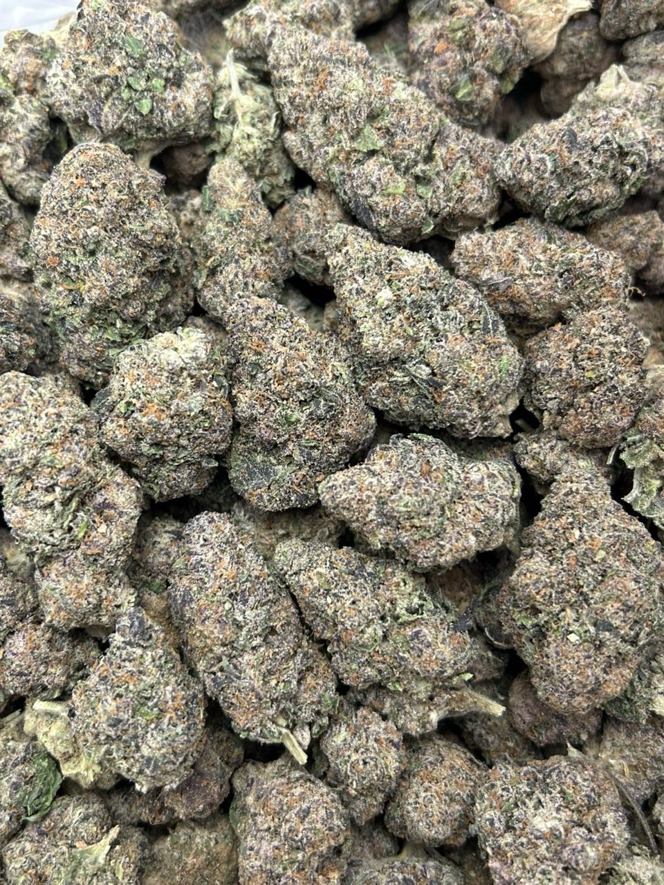 Purple Gushers ⛽️