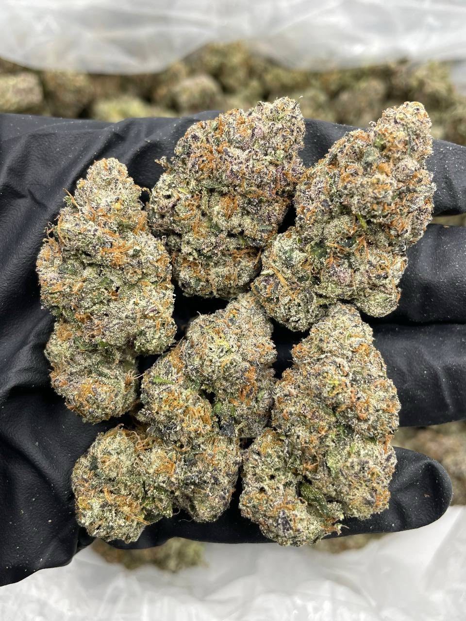 Rainbow Gumbo indoors 🌈🐊