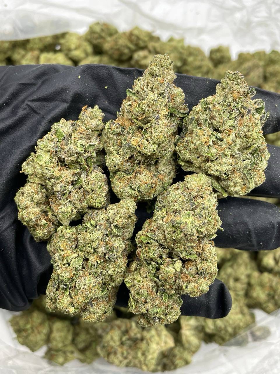 Divorce Marker mixed lights