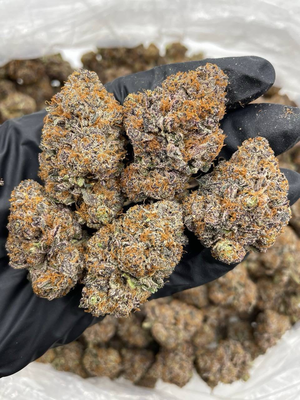 Rainbow Fanta indoors