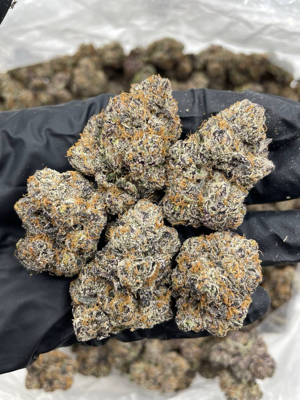 Super Sour Beltz indoors