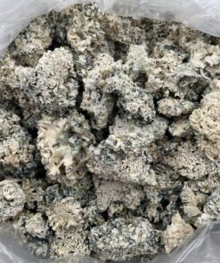 Alternative view of Exotic mushrooms