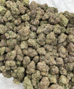 Alternative view of White Himalayan