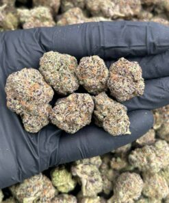 Glazed Apricot Gelato