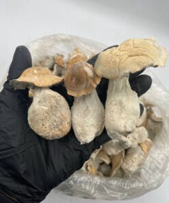 Alternative view of APE MUSHROOMS