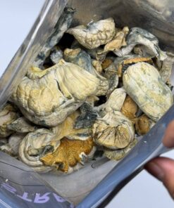 Alternative view of HB Pumpkinz